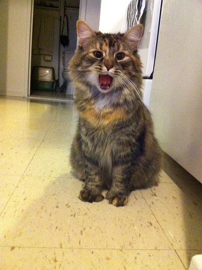 Home visits for cat - siging Sophie!